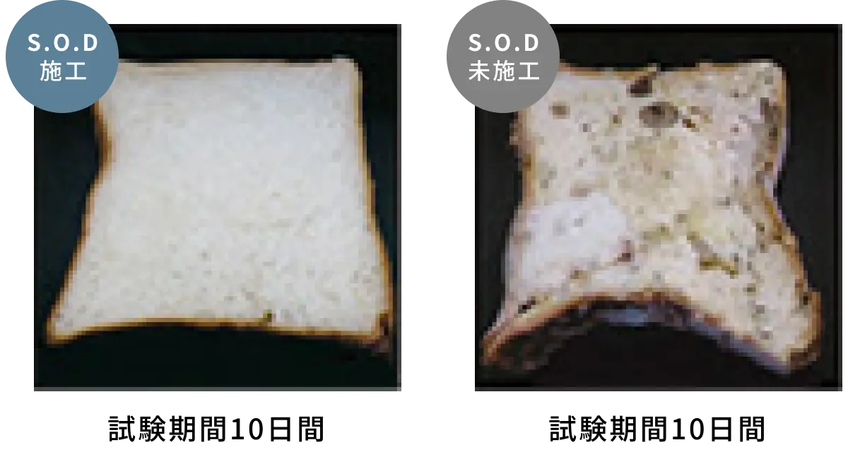 S.O.Dリキッド塗布の有無による食パンのカビ発生比較（試験期間10日）